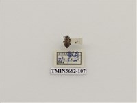 藏品(鞘翅目(2))的圖片